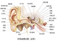 耳 结构图