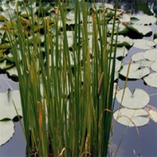 东方香蒲(毛蜡烛(贵州)、香蒲(陕西))