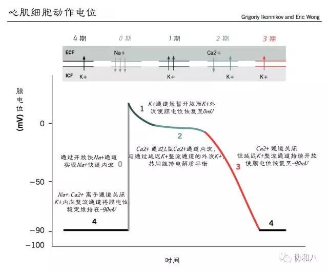 心跳乱了节奏，该如何解救？