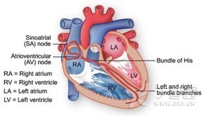 漫话心律失常：窦性心律 没你想得那么简单