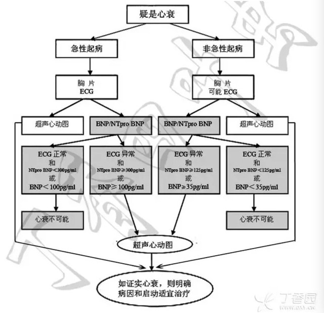 全面解读心内科常用指标：B 型利钠肽