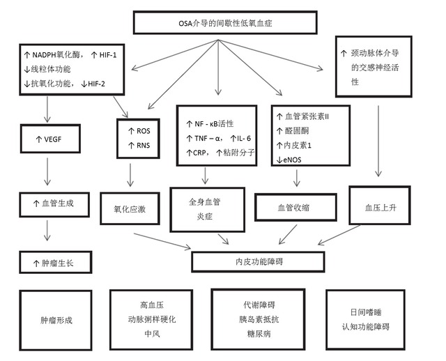 间歇性低氧血症可致多器官危害