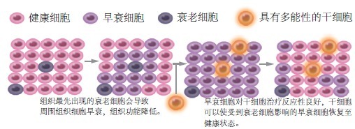 干细胞阴阳论：逆转心肌衰老的独门绝技