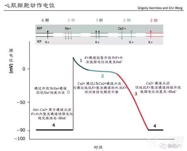 扒一扒 心律失常那些事儿