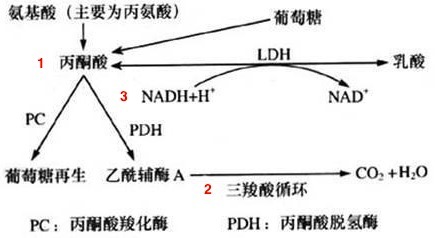 乳酸高达 12mmol/L 没事儿？！我还是太年轻了