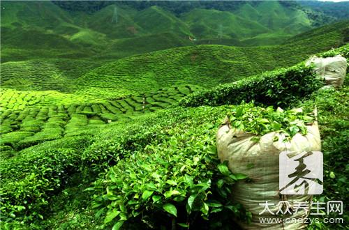 茶籽壳的功效
