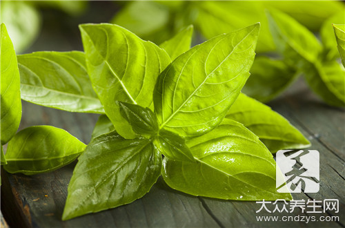 红豆杉能治什么病
