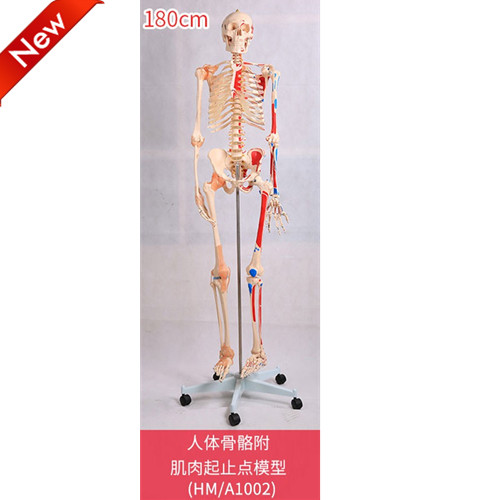 沪模骨骼骨架模型产品图片着色款骨骼
