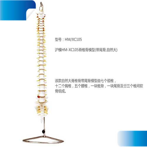 沪模HM-XC105脊椎骨模型(带尾骨,自然大)