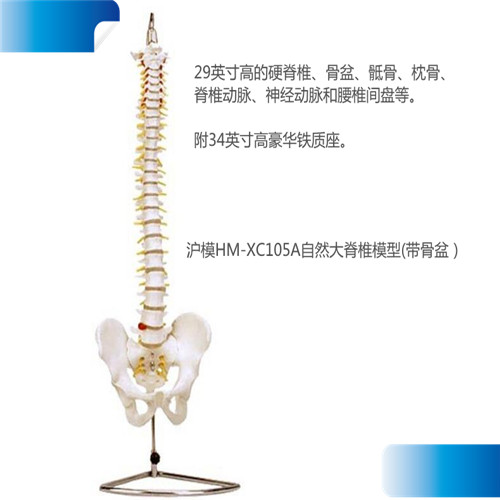 沪模HM-XC105A自然大脊椎模型(带骨盆）